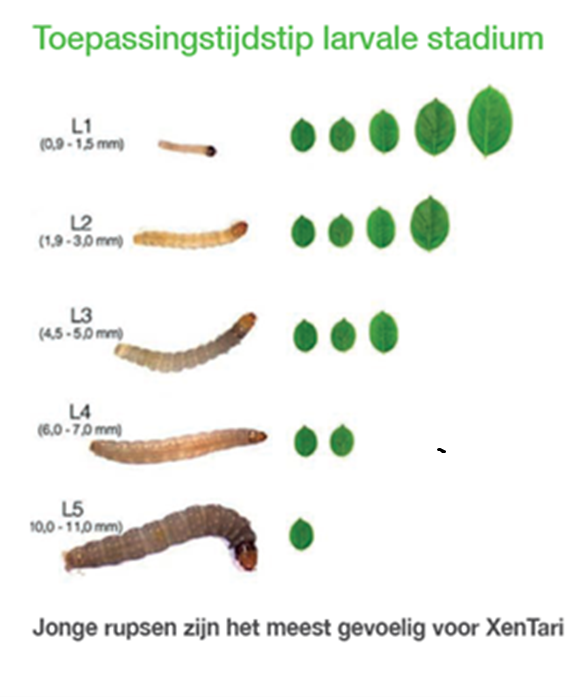 Xentari kool toepassingstijdstip.png